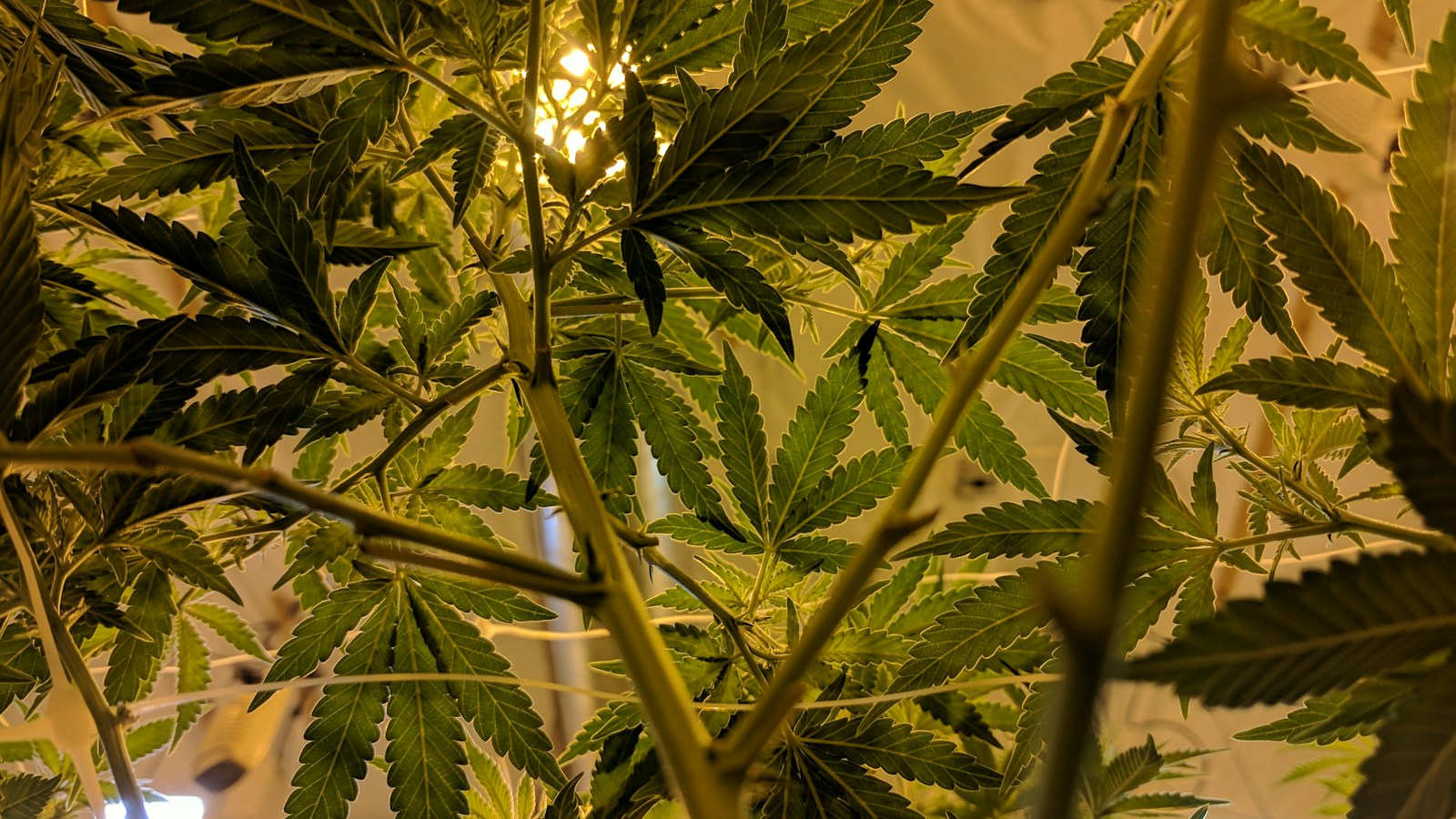 Cannabis leaves and stems in cultivation